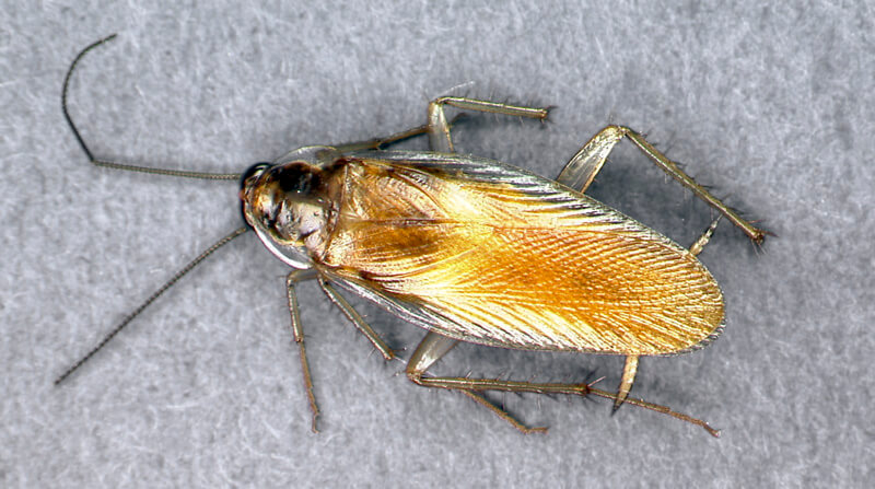 Adult male brown-banded cockroach (Supella longipalpa) showing the pale transverse bands