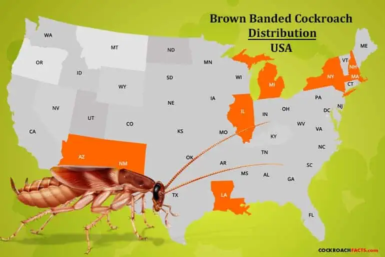 Range map showing distribution of the brown-banded cockroach in the United States