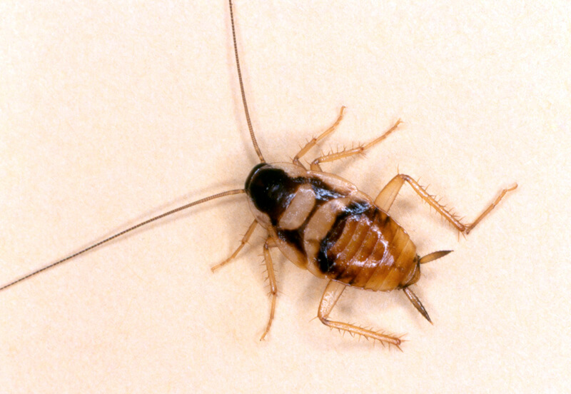 Brown-banded cockroach nymph showing darker body and more pronounced banding