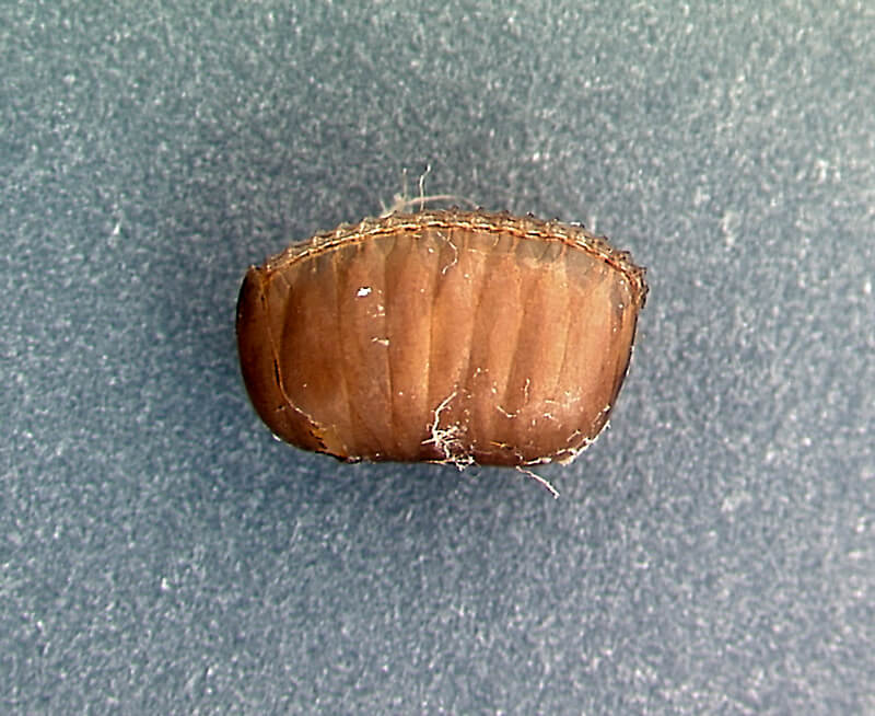 Brown-banded cockroach ootheca (egg case) attached to a concealed surface