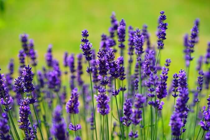 English lavender (Lavandula angustifolia) in bloom