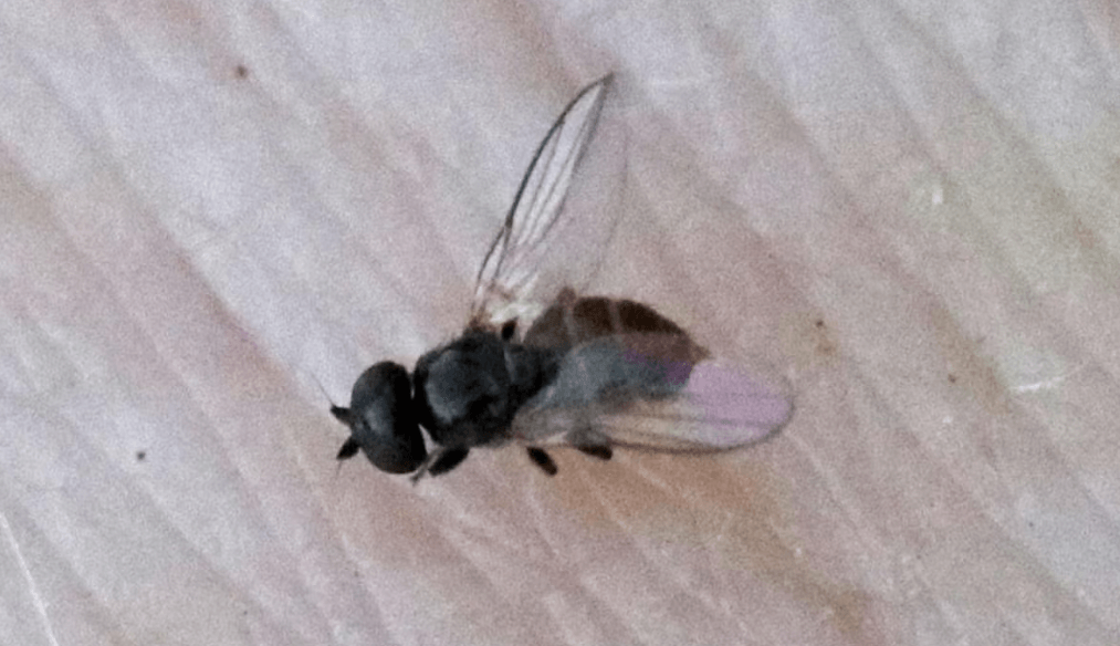 Eye gnat (illustration)