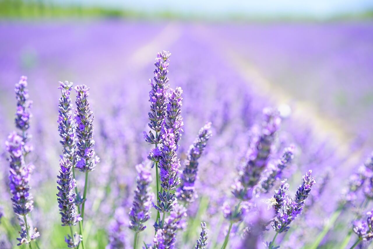 Lavender flowers close-up showing purple buds