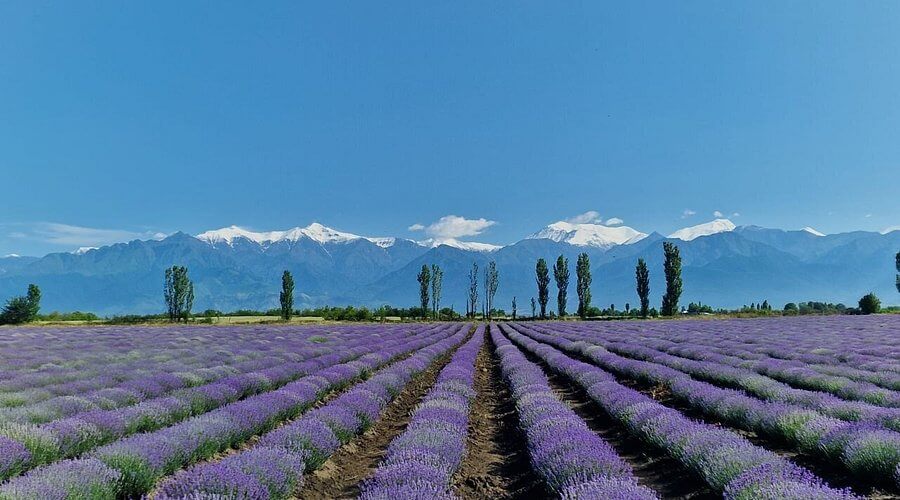 Lavender flowers and foliage (garden/lifestyle image)