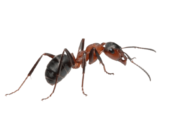 Ant pest control - eco-friendly ant removal services in Southwest Florida