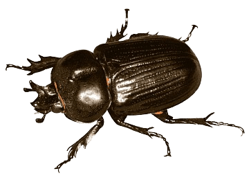 Beetle pest control - eco-friendly beetle elimination for Florida homes