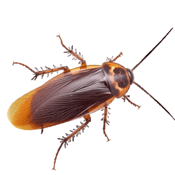 Cockroach pest control Bonita Springs Florida - natural roach elimination