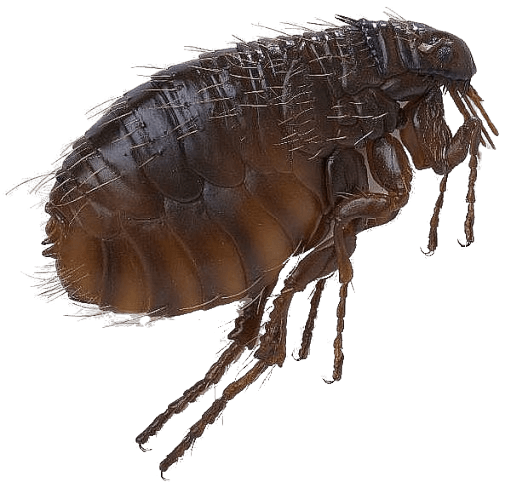 Flea control for pets and homes - natural flea treatment in Estero Florida