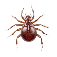 Mites control treatment - natural mite removal services in Naples Florida