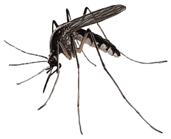 Mosquito control Bonita Springs - organic mosquito repellent treatment