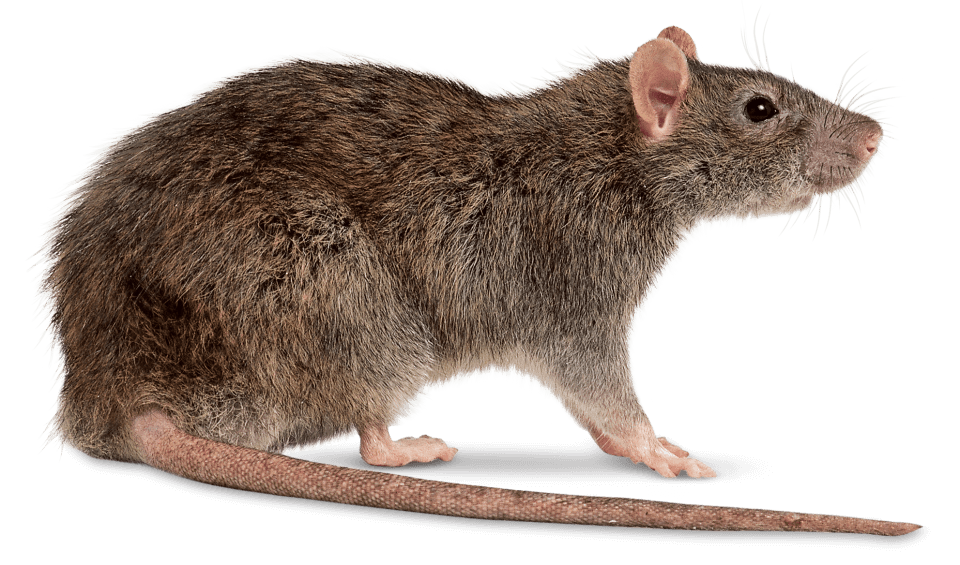 Rodent control services - natural rat and mice removal in Bonita Springs