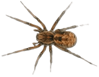 Spider control services - natural spider repellent for homes in Naples FL