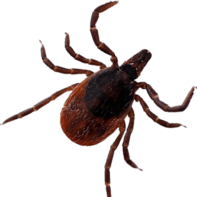 Tick control and prevention - safe tick removal services in Southwest Florida