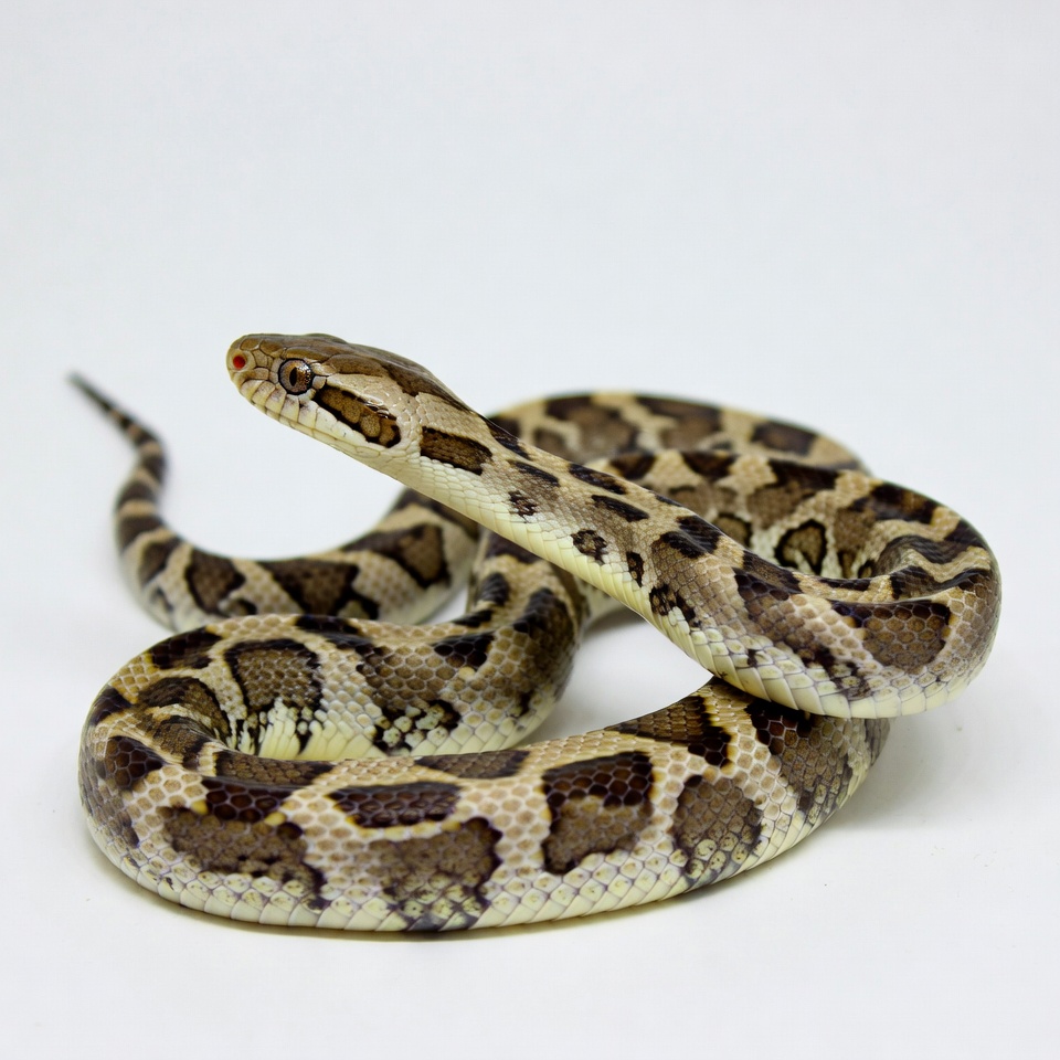 Snake Repellent - Natural Snake Control Services